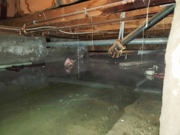 Best Sewage cleanup and water damage restoration  in Cottage City, MD